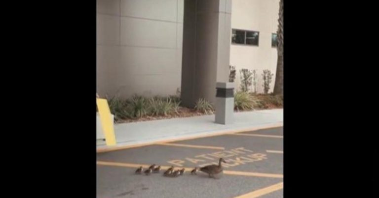 Duck gives birth in atrium of Florida hospital