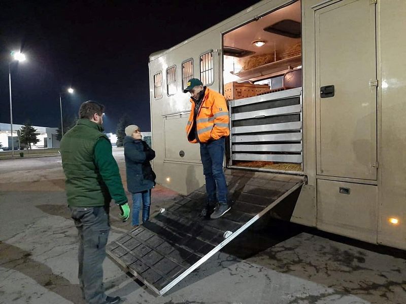 Lions and tigers driven out of Ukraine to safety in Polish zoo