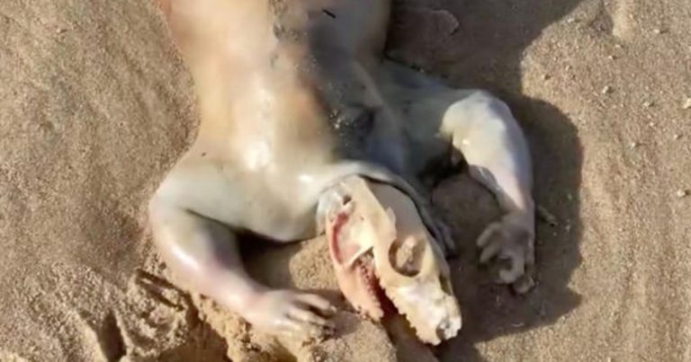 Mysterious animal corpse surfaces on beach in Queensland, Australia