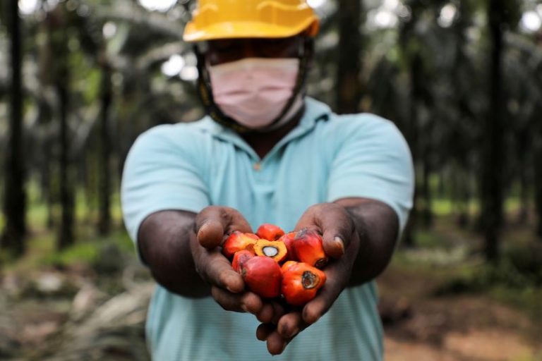 Palm oil becomes costliest vegoil as Ukraine war halts sunoil supply