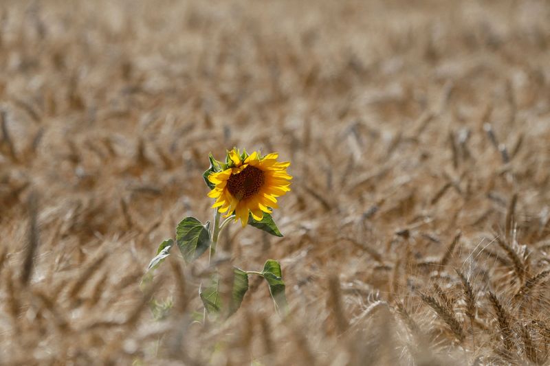 FILE PHOTO: Sunflower is seen on wheat field in Kyiv region