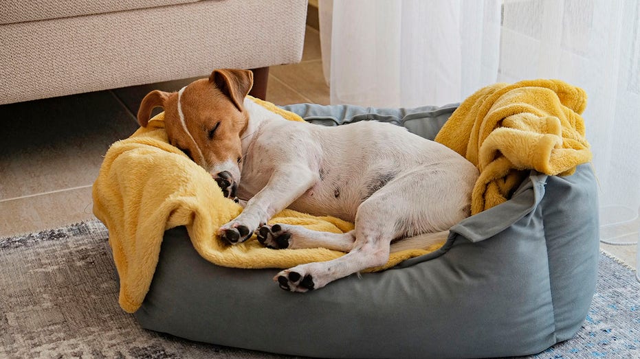 Beautiful purebred jack russell terrier.