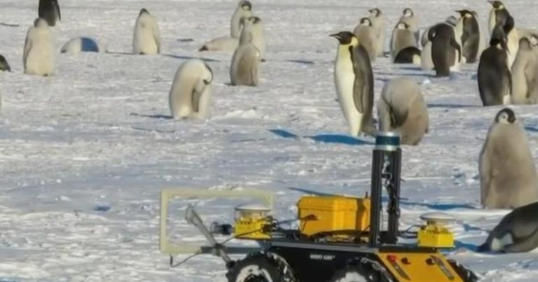 A research robot is living with a penguin colony in Antarctica
