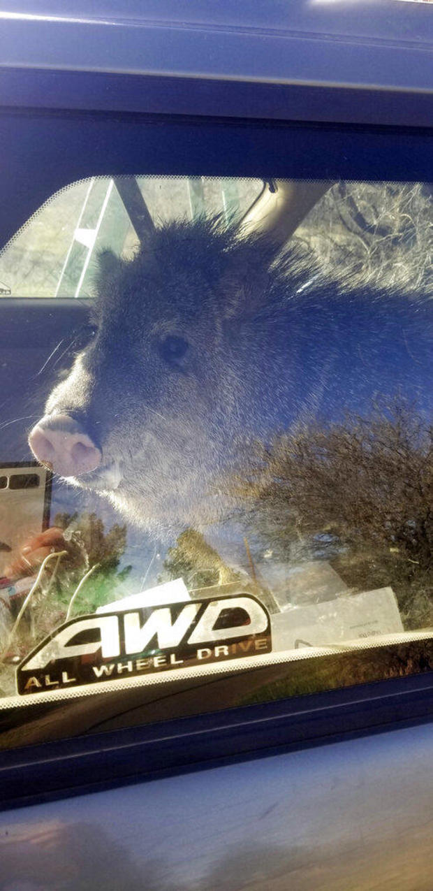 An unexpected ride for a hungry javelina