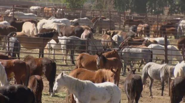 Mysterious disease kills 67 horses at federal facility in Colorado