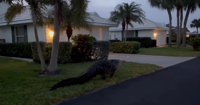 Nearly 10-foot alligator spotted in Florida neighborhood, police say