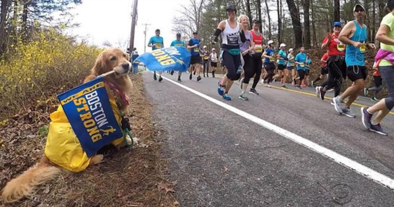 Spencer the therapy dog named official dog of the Boston Marathon