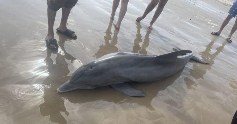 Stranded dolphin dies after beachgoers try to “ride” it, rescuers say