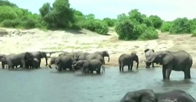 Trophy hunter kills Botswana’s biggest “tusker” elephant