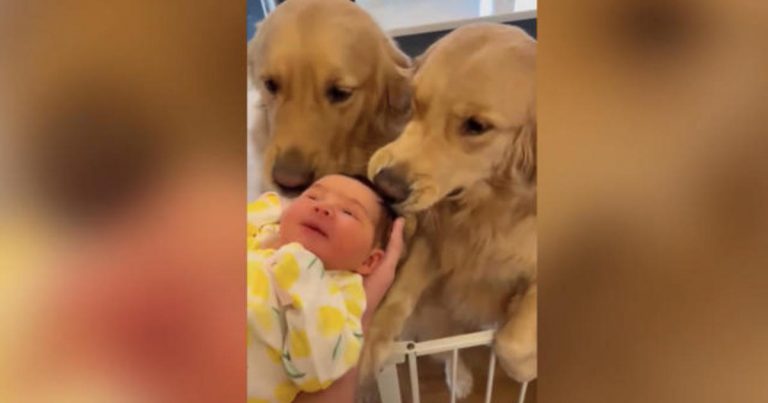 Two dogs met their family’s new baby for the first time