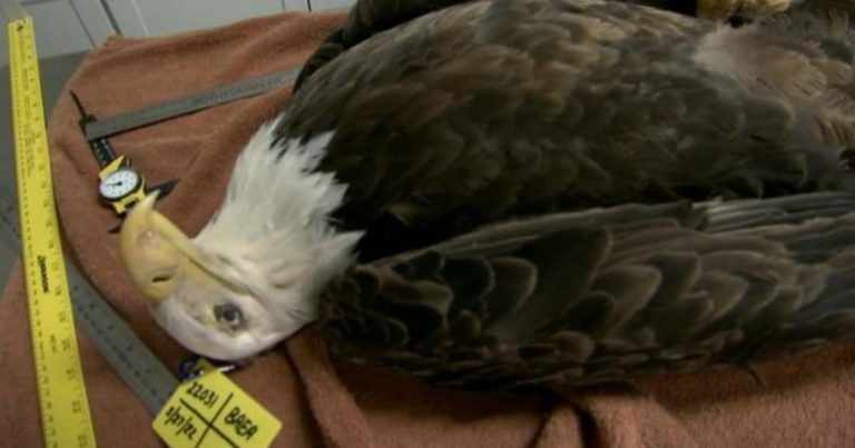 U.S. bald eagle population being threatened by lead poisoning