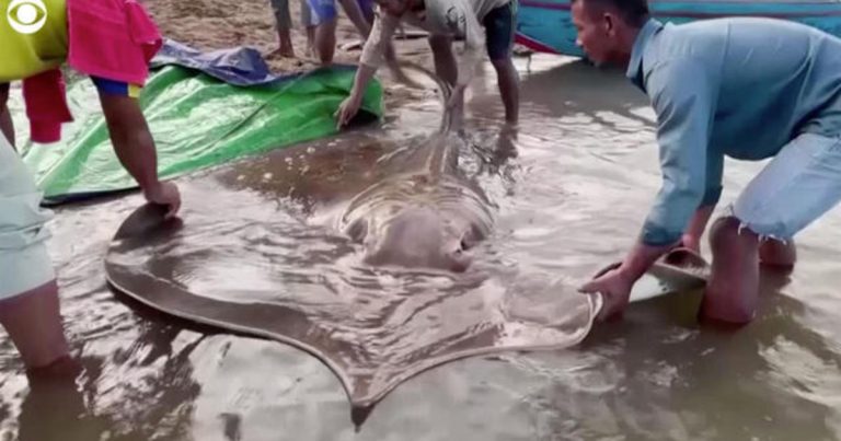 Giant stingray caught in Cambodia