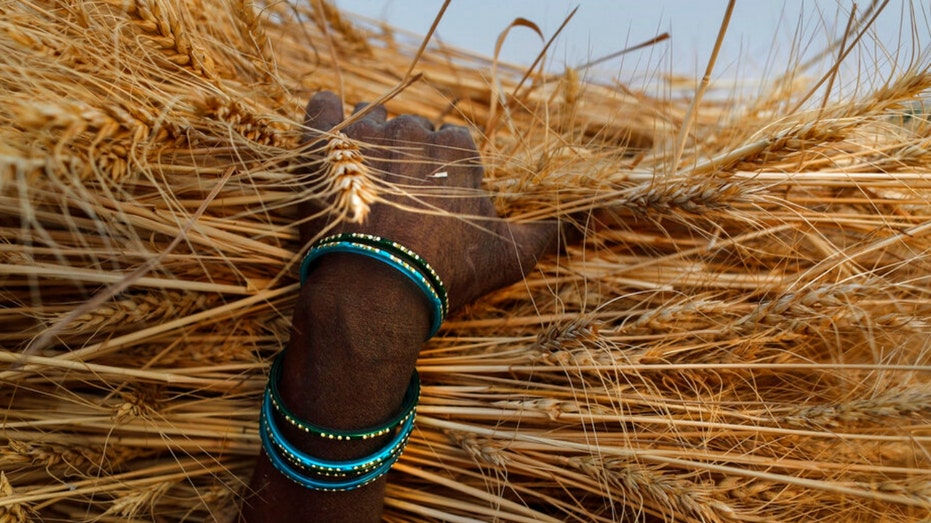 A farmer carries wheat crop in India