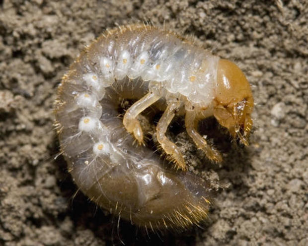 Washington launches effort to kill off invasive Japanese beetle