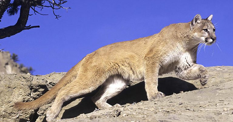Woman’s dog saves her from mountain lion attack