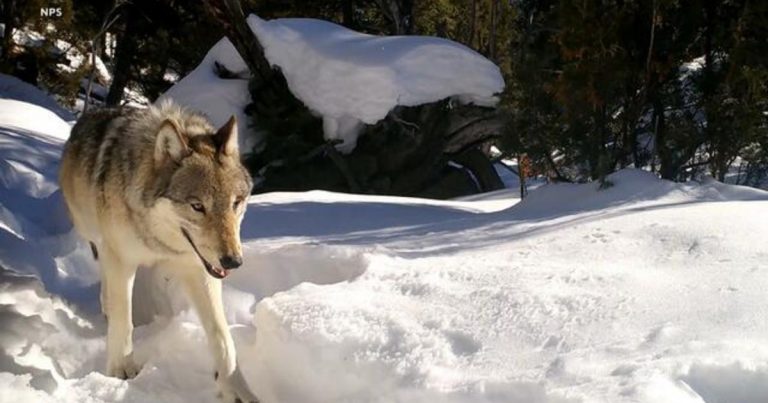 Yellowstone wolves spark debate amid ranchers, conservatives