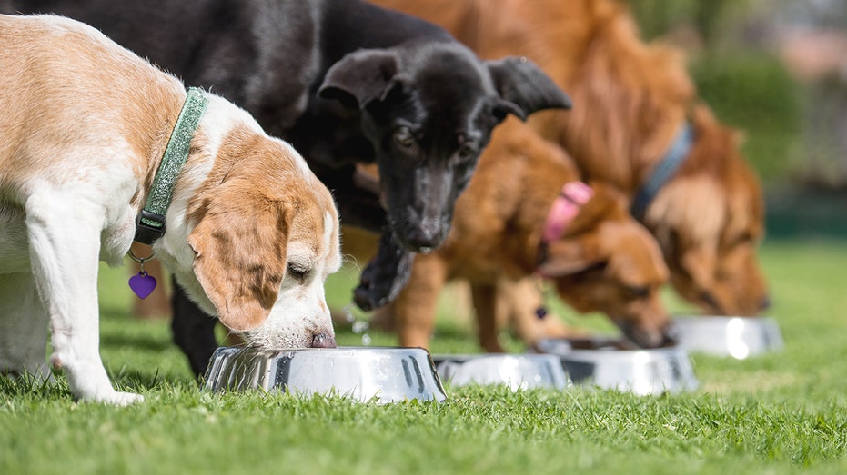 Dogs eat food bowls