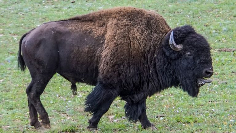 Grand Canyon won’t seek volunteers to kill bison this fall