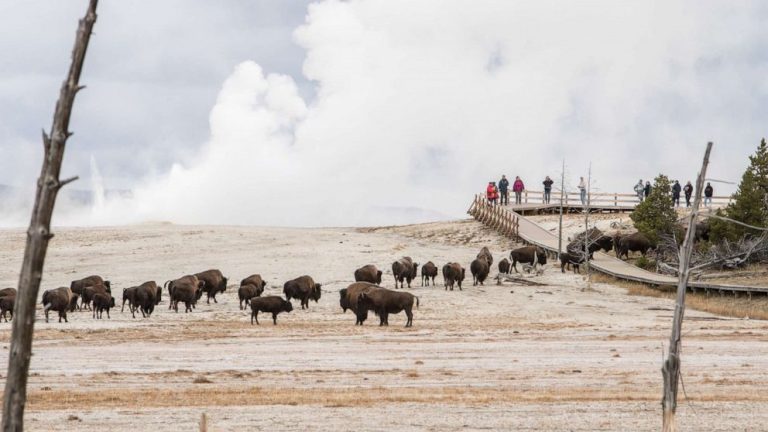 Man gored by bison at Yellowstone National Park in second attack this year