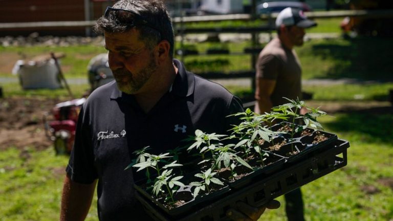 New York’s 1st legal marijuana crop sprouts under the sun