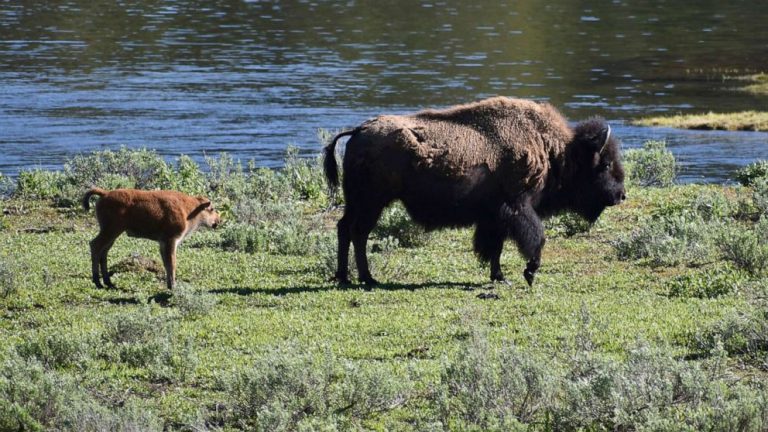 Woman attacked by Yellowstone bison