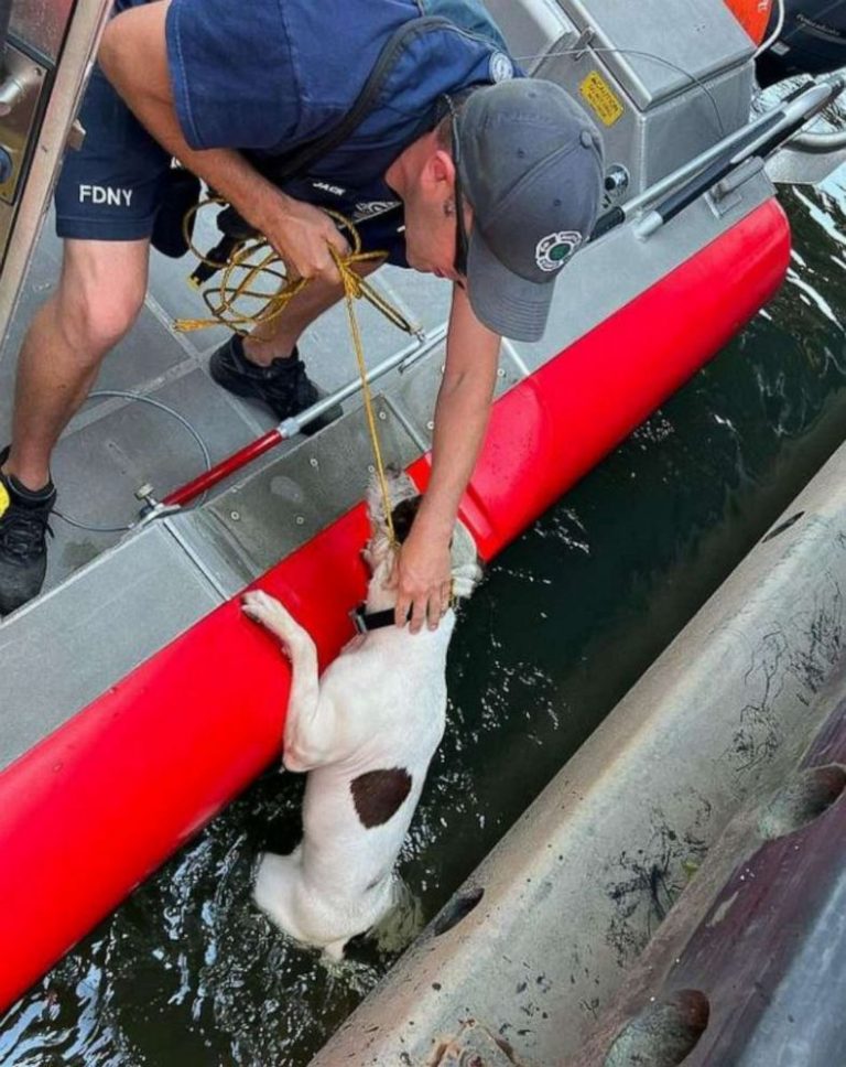 Dog rescued by authorities, good Samaritan after being thrown off bridge into river