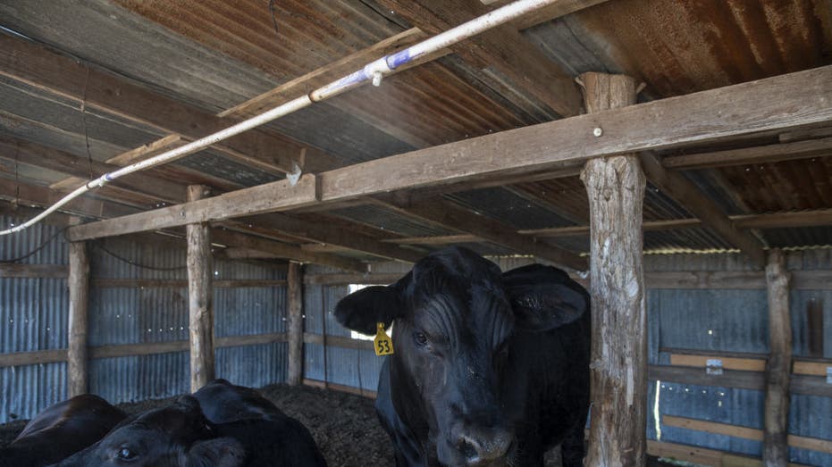 Cows take shelter from the heat