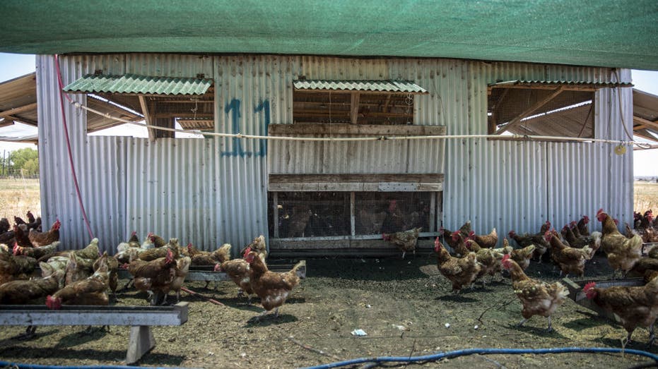 Chickens under a shaded area