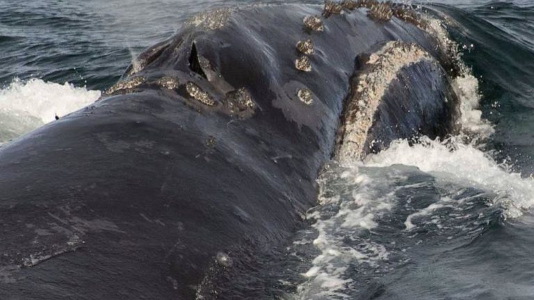 US agency studies rare whale habitat expansion request