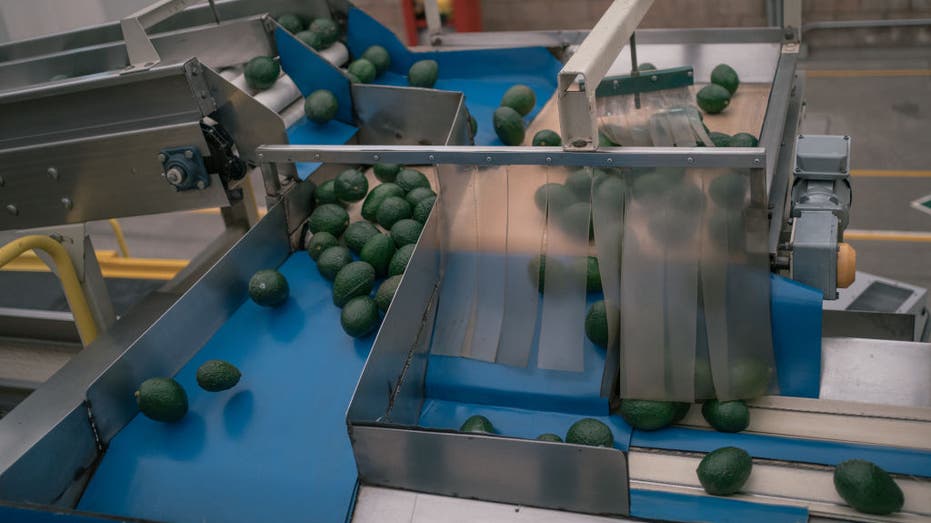 Avocados move along a conveyor belt