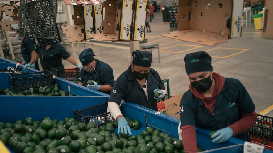 Workers pack avocados