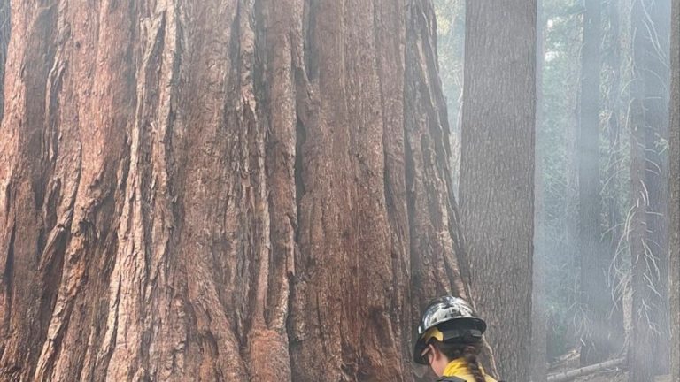 Wildfire rages near Yosemite grove of giant sequoia trees