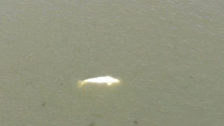 Beluga whale caught in France’s Seine not accepting food