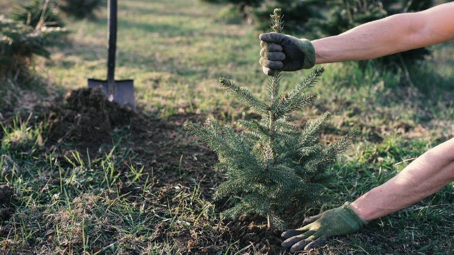 person plants Christmas tree