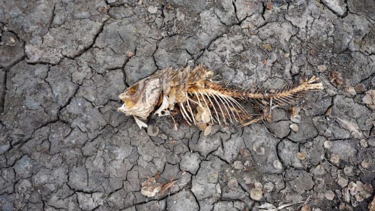 European drought dries up rivers, kills fish, shrivels crops