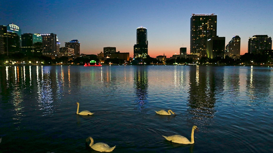 Swans swimming in Orlando, Florida