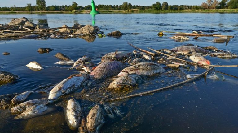 German minister decries ecological catastrophe in Oder River