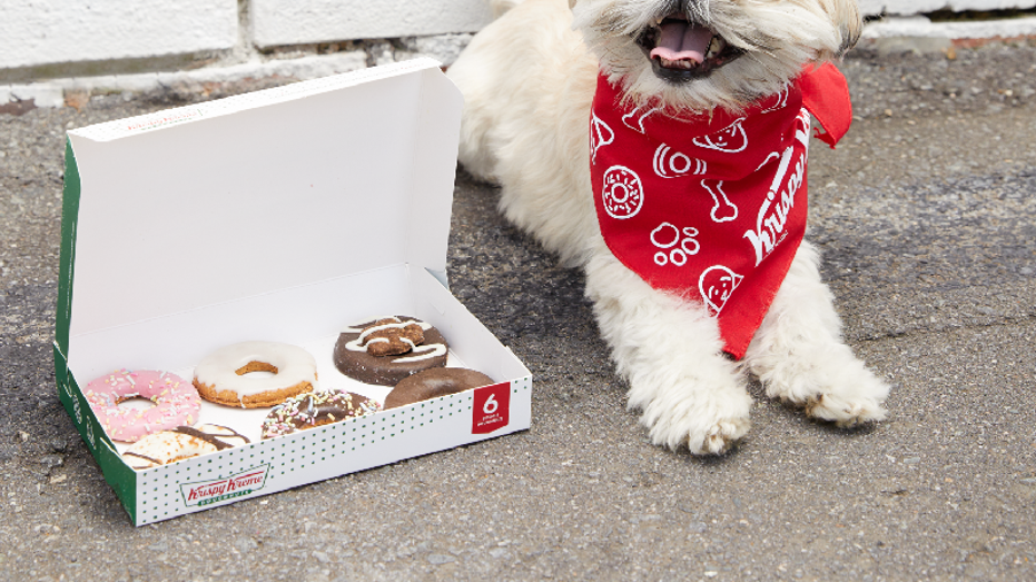 Dog wearing Krispy Kreme bandana lays next to Doggie Doughnuts