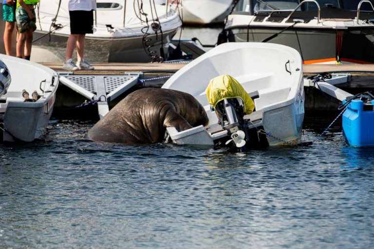 Norway euthanizes Freya the walrus, who drew crowds to Oslo Fjord