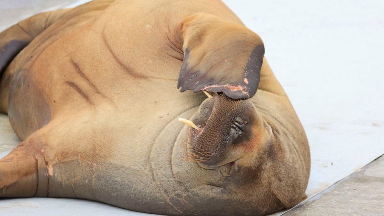 Norway puts down Freya the walrus that drew Oslo crowds