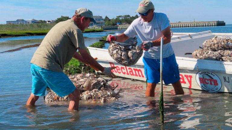 Tiny oysters play big role in stabilizing eroding shorelines