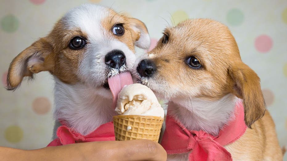 dogs eating ice cream