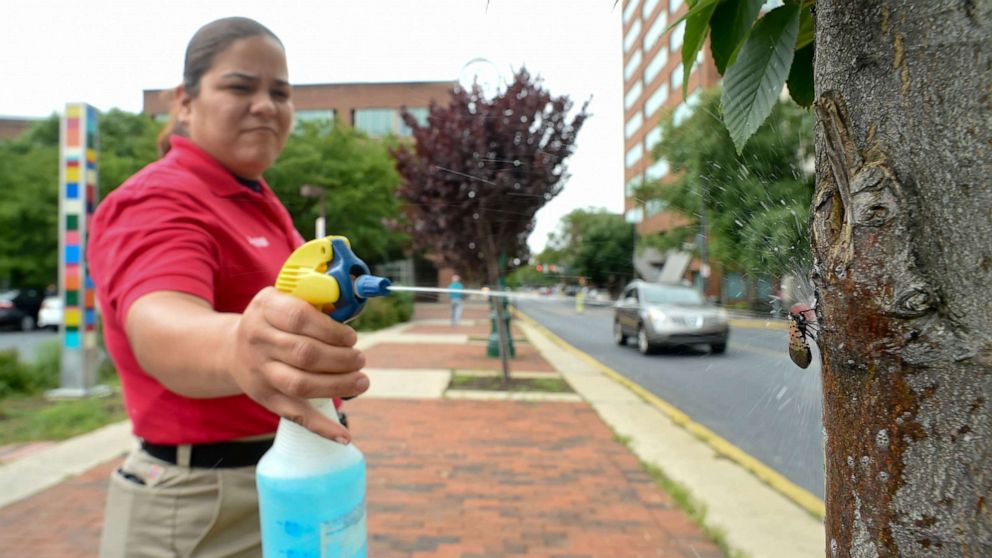 PHOTO: Downtown Improvement District Ambassador Team Leader Sol M. Colon spritzes a spotted lanternfly with a soap solution in Reading, Pa., Aug. 21, 2018.