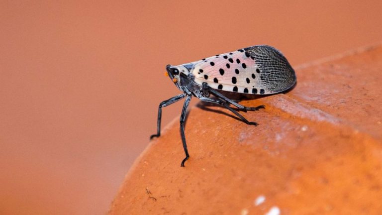 What to know about the spotted lanternfly, the insect experts say to squish