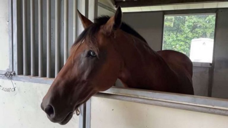 Police horse recovering after being struck by drunk driver for second time in career