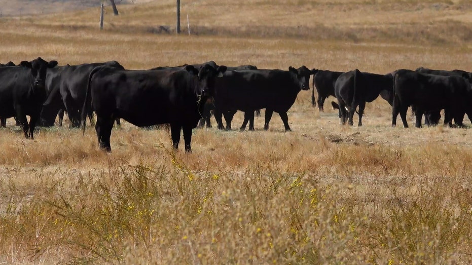 Cattle on a farm