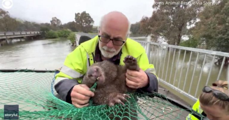 Feisty wombat rescued from debris on river