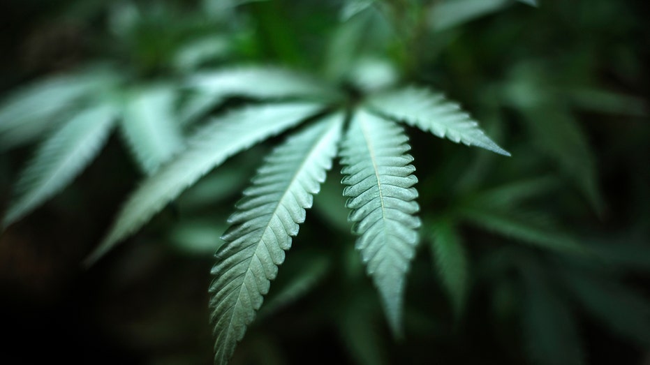 A green leafy weed plant