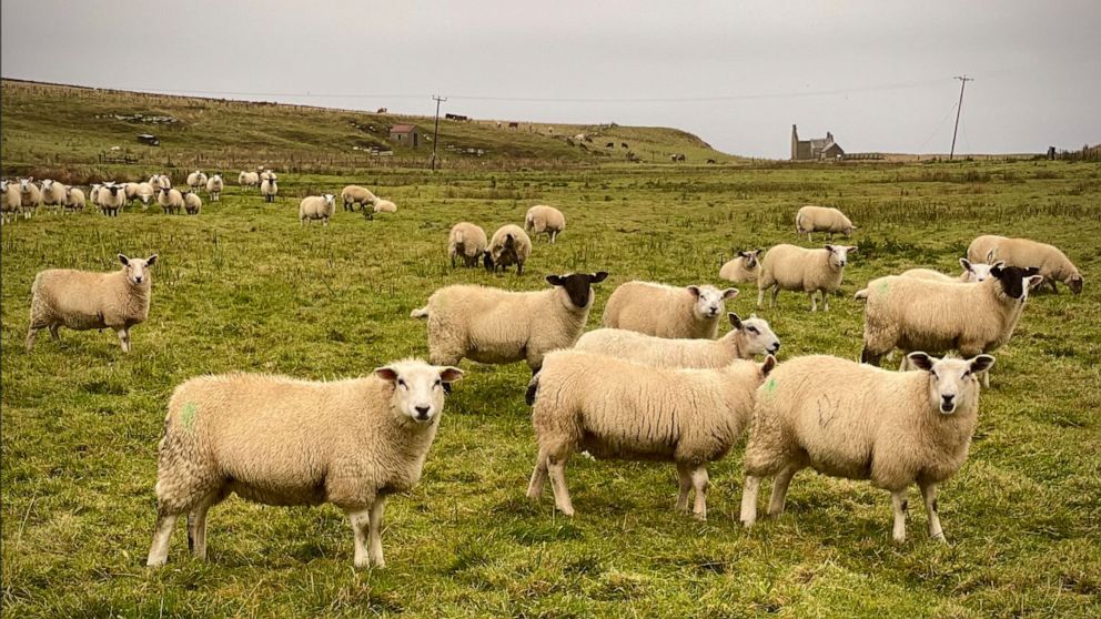 PHOTO: The Highland Clearances, when proprietors forced the eviction of inhabitants of Scotland in favor of sheep farming, explains the trauma that some locals feel when millionaires buy out the land, said Magnus Davidson on Monday, Oct. 24, 2022. 