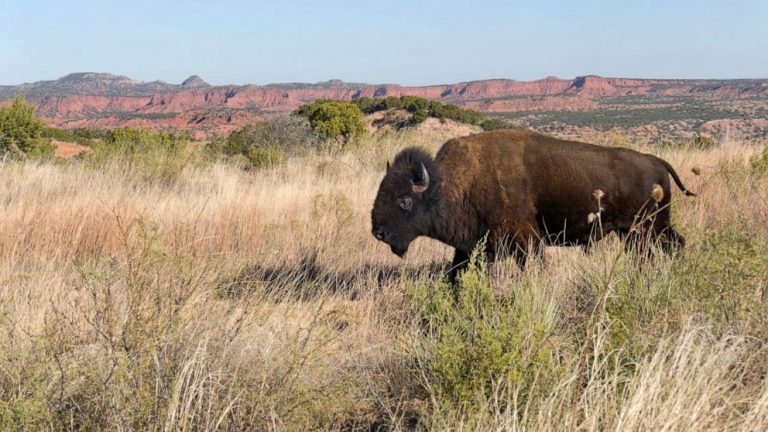 Woman gored by bison sparks warnings for other nature-lovers